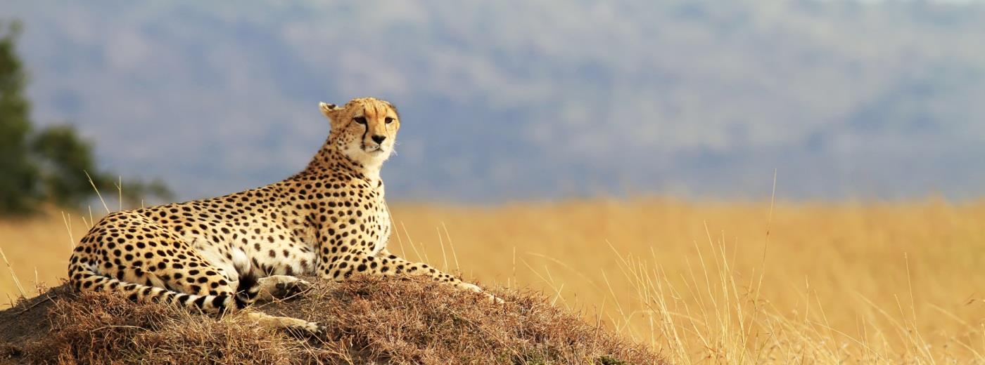 8 Days Kenya Budget Safari