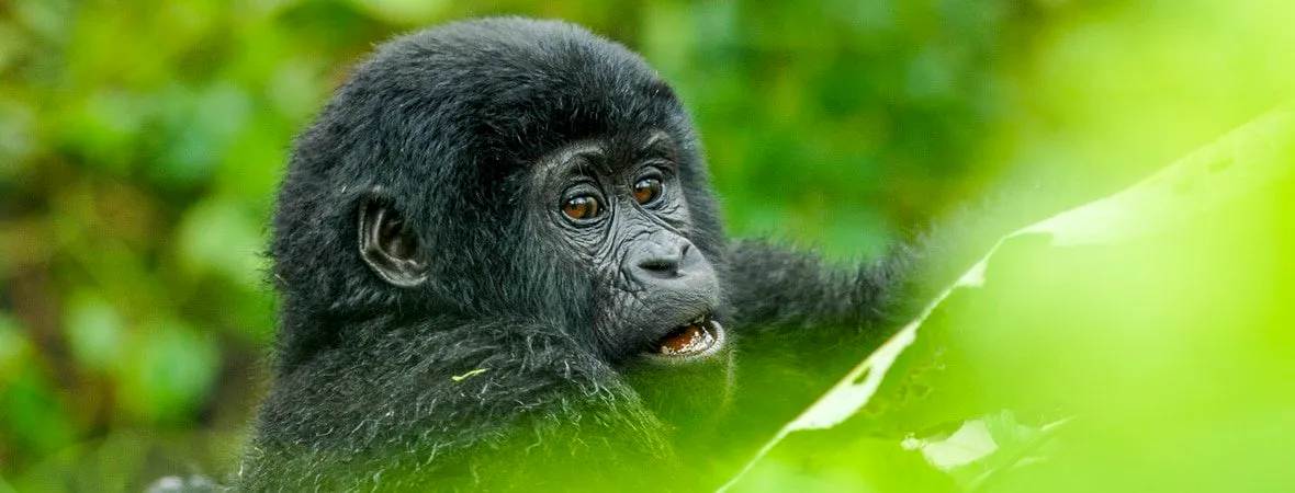 3 days uganda gorilla  trekking safari 