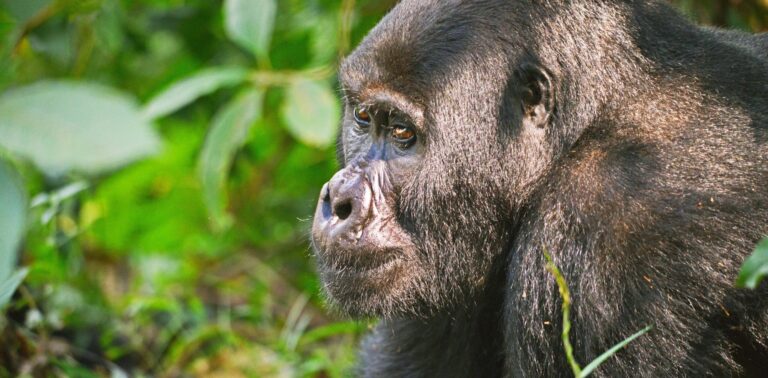 Volcanoes national park Rwanda