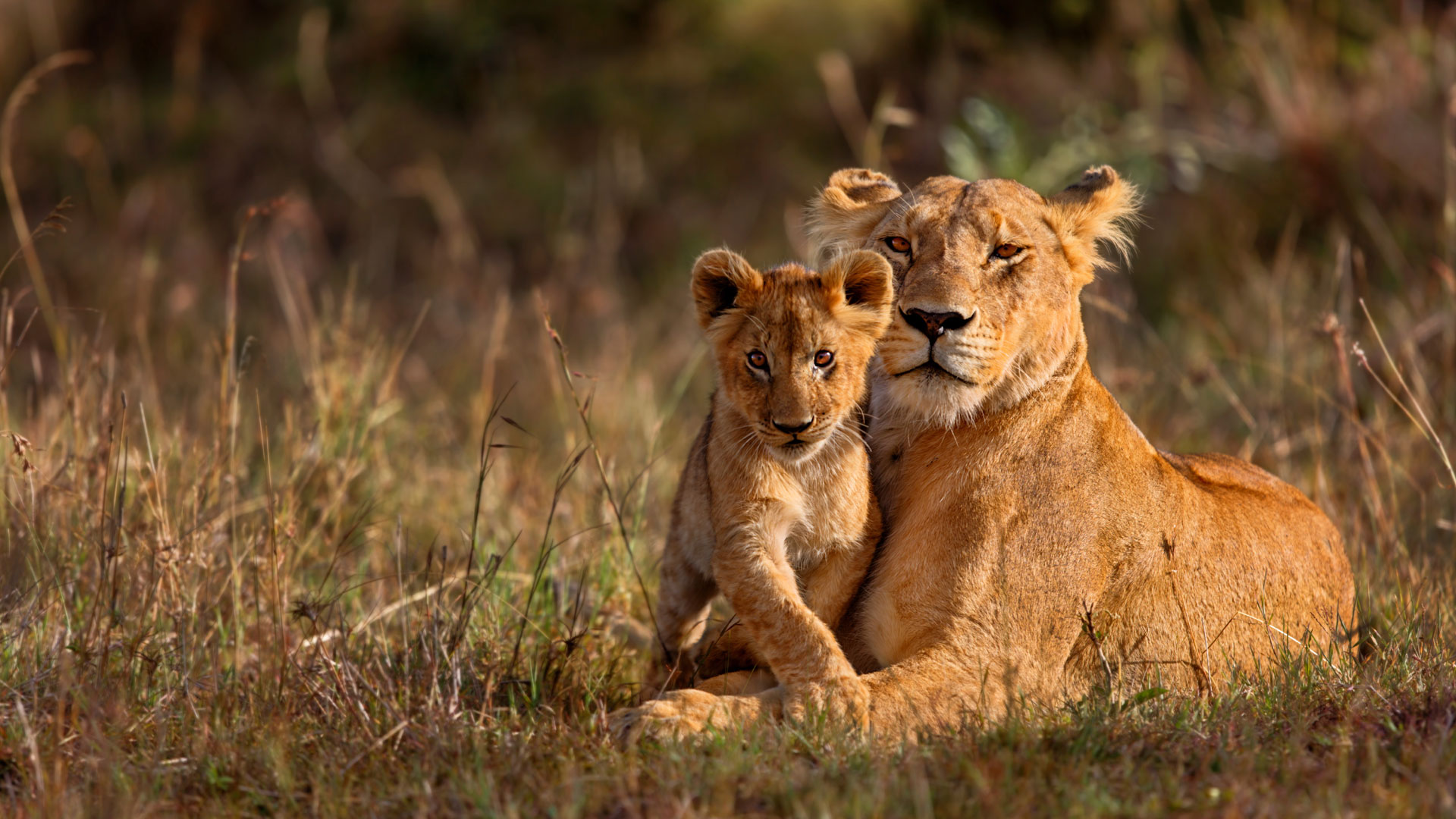 South African Leopard Safari
