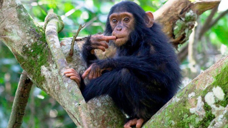 12 Days Affordable Uganda Trip