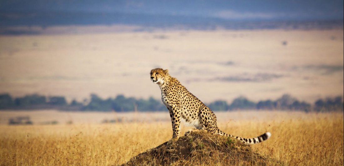 15 Day Luxury Tour In East Africa