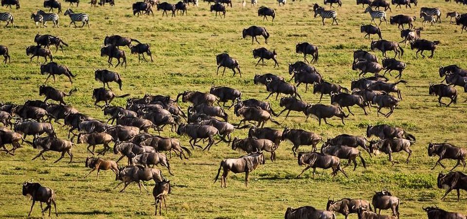 serengeti National park 