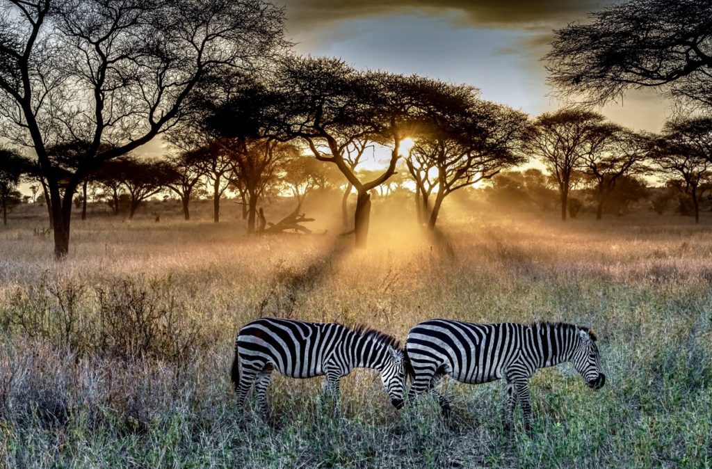 serengeti national park 