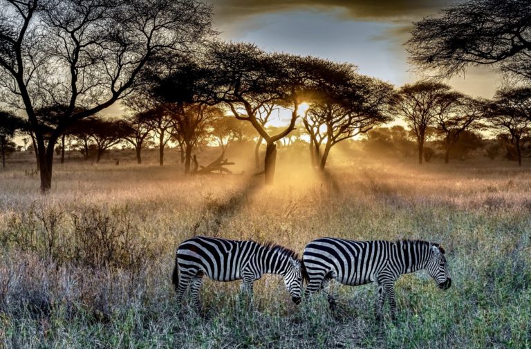 25 Days East African Safari