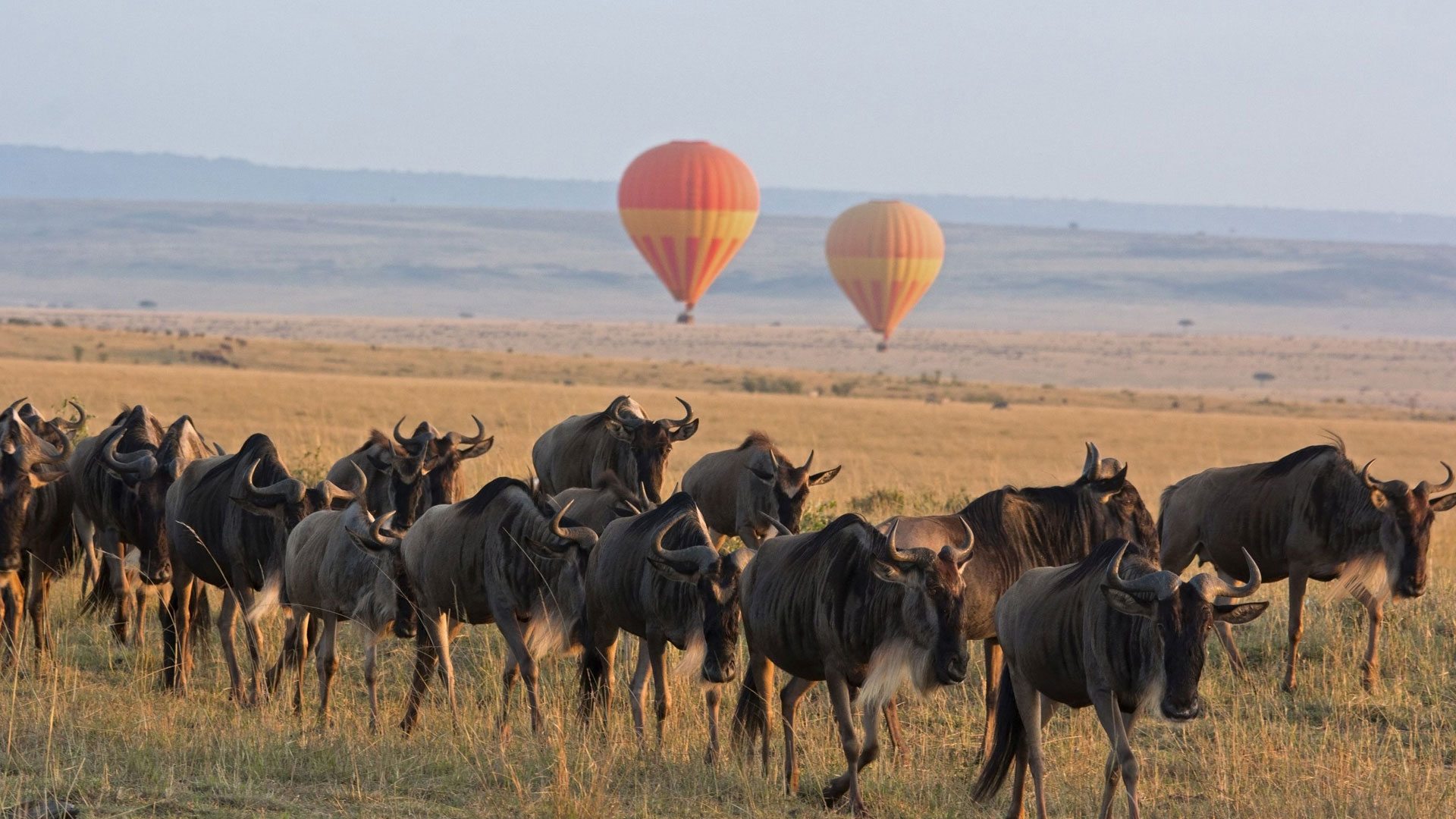 Wildebeest Migration