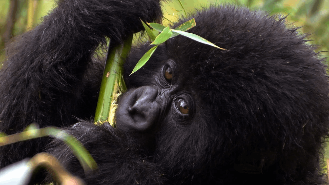Gorilla Trekking Safari