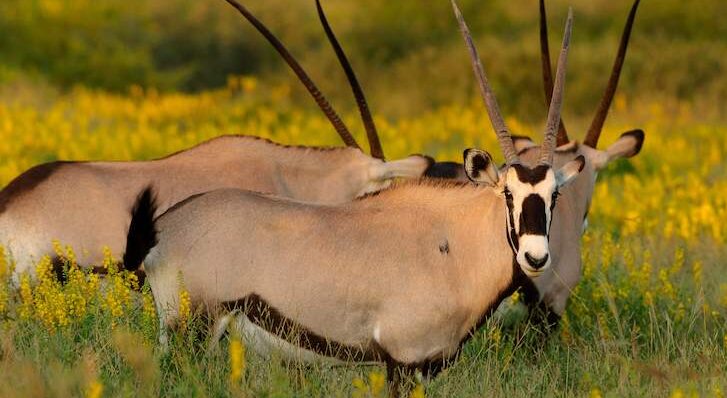 5-Day Victoria Falls, Hwange & Chobe Tour