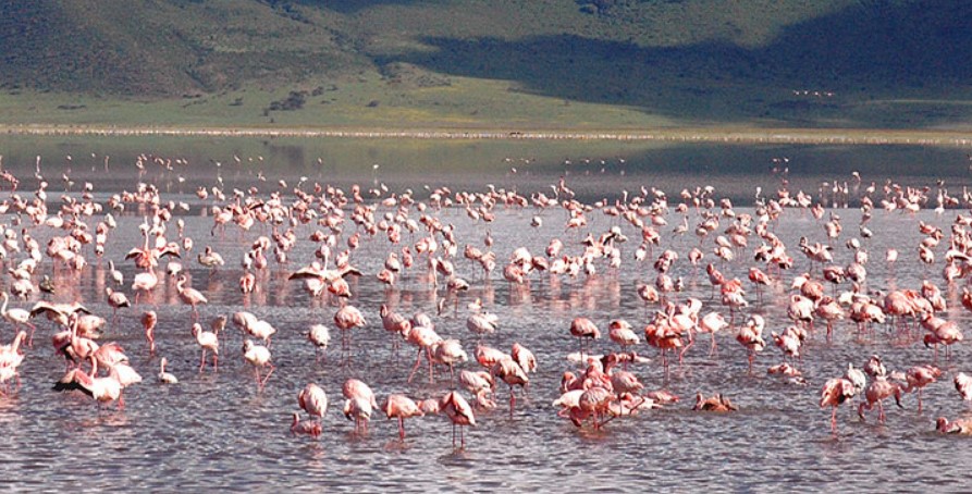 ngorongoro flamingos 