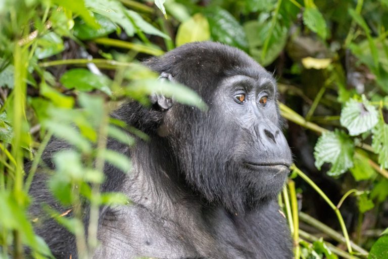 3 Days Eastern Lowland Gorilla Watching