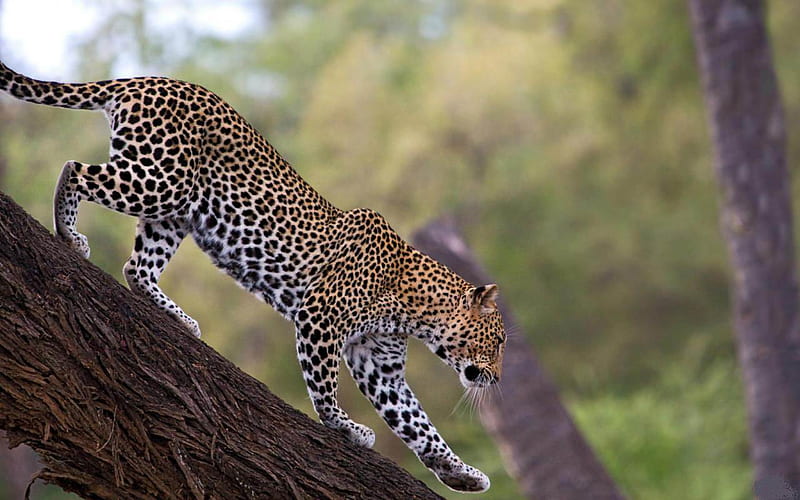 africa leopard