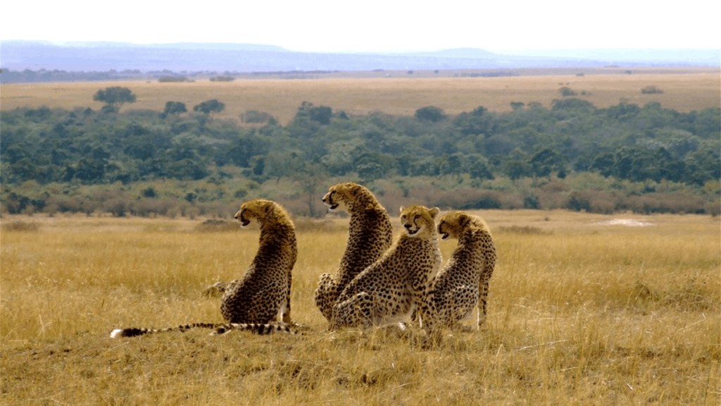 3 Days Maasai Mara Safari Experience