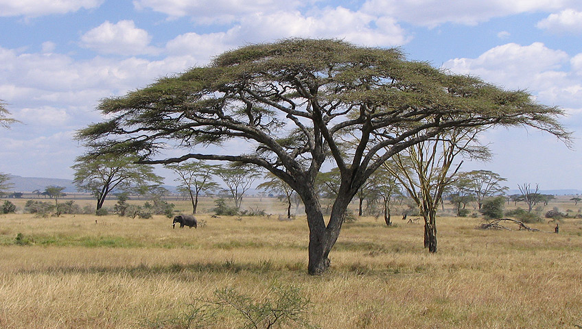 Plants in Serengeti National park