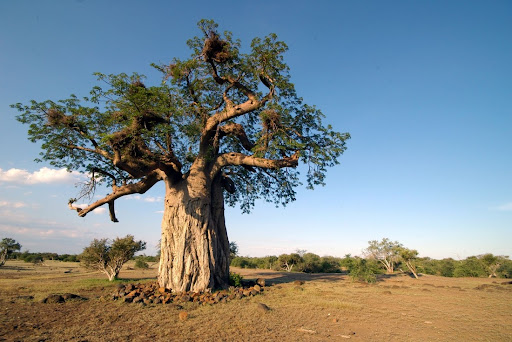 Plants in Serengeti National park