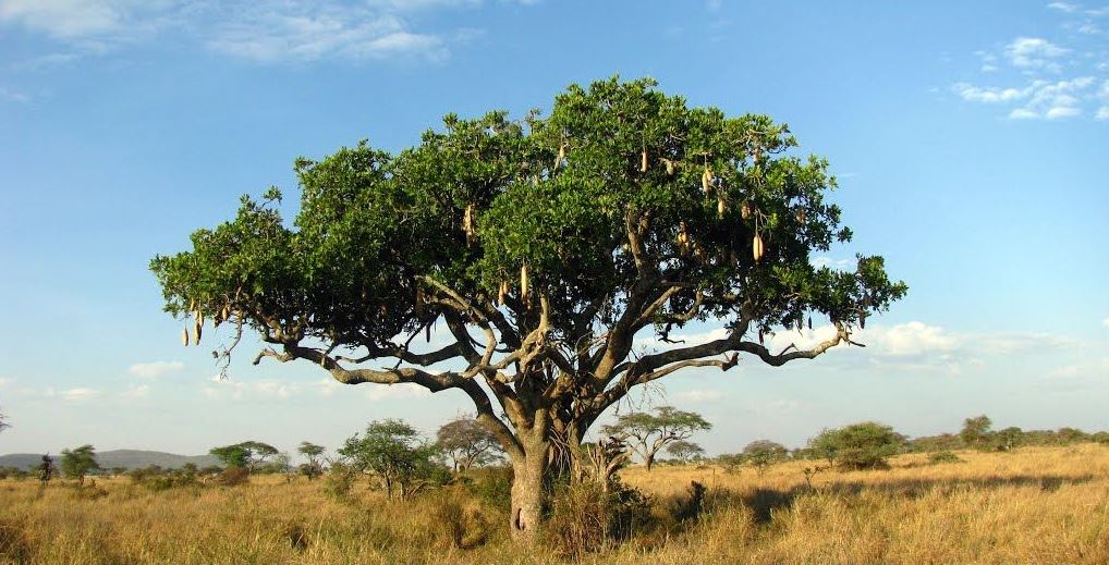 serengeti plants 