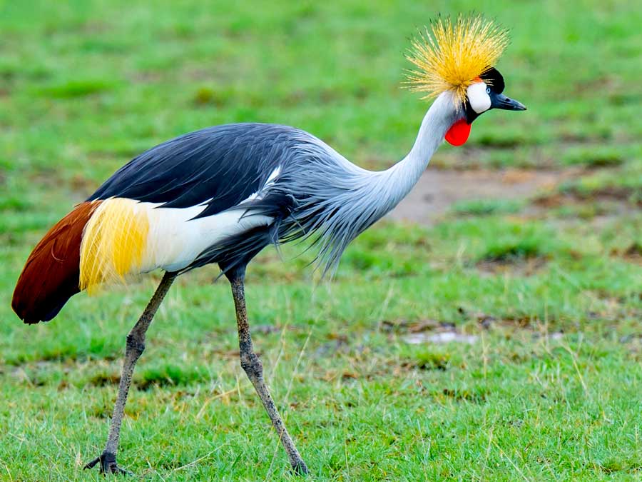 uganda birds 