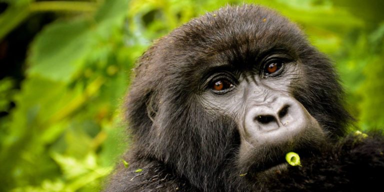 Gorilla Habituation Experiences In East Africa