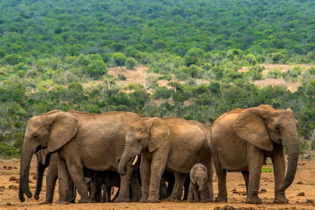 Addo Elephant National Park.
