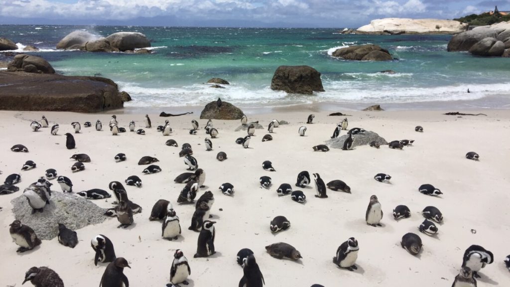 Boulders Beach. 