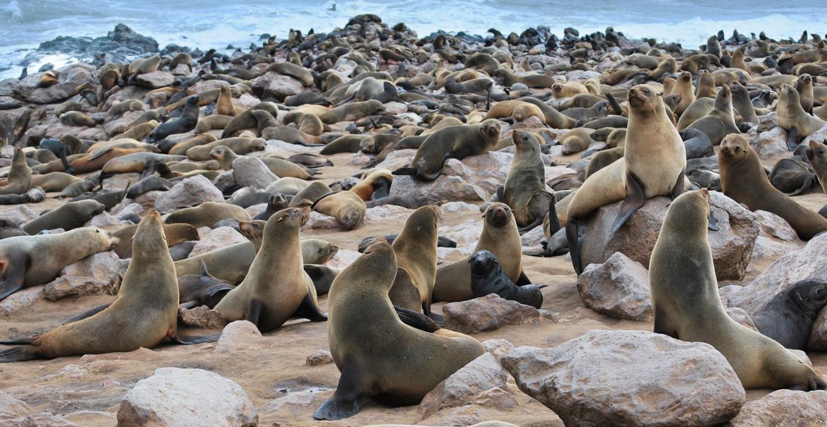 Cape Cross Colony