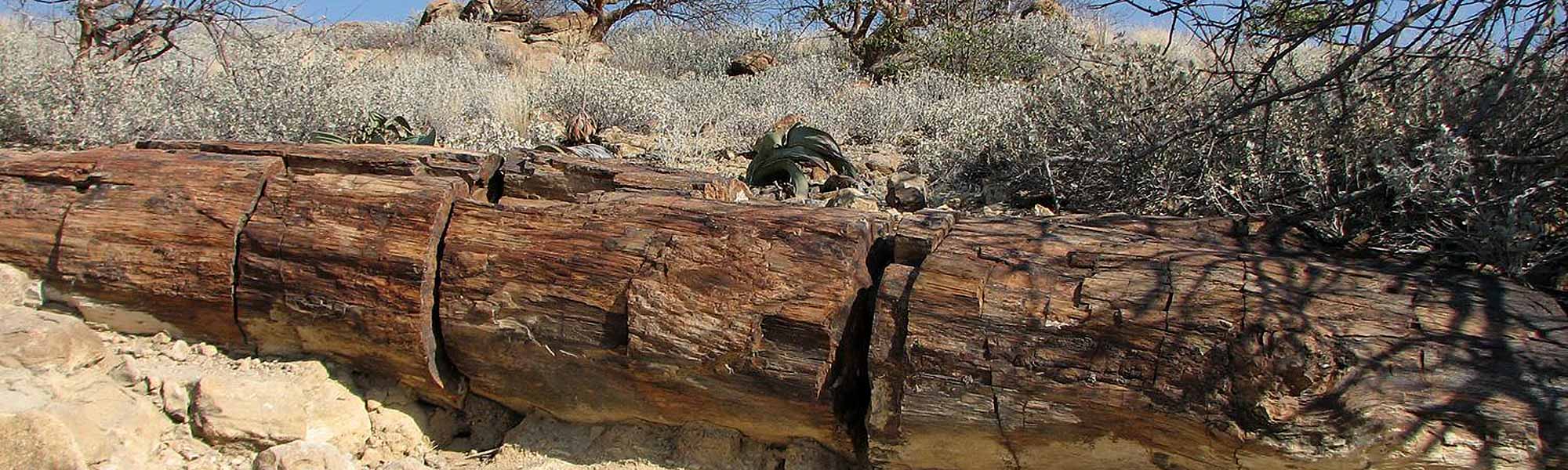 Damaraland & the Petrified Forest