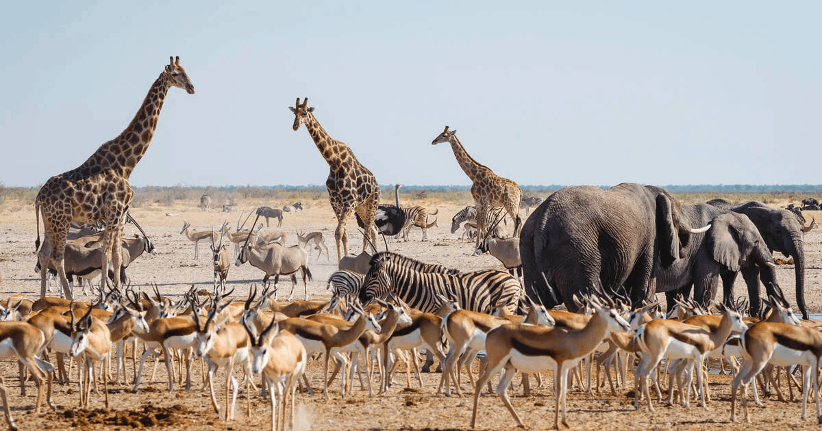 Etosha National Park