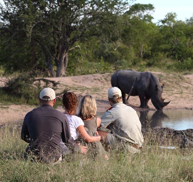 wildlife during a safari in South Africa.
