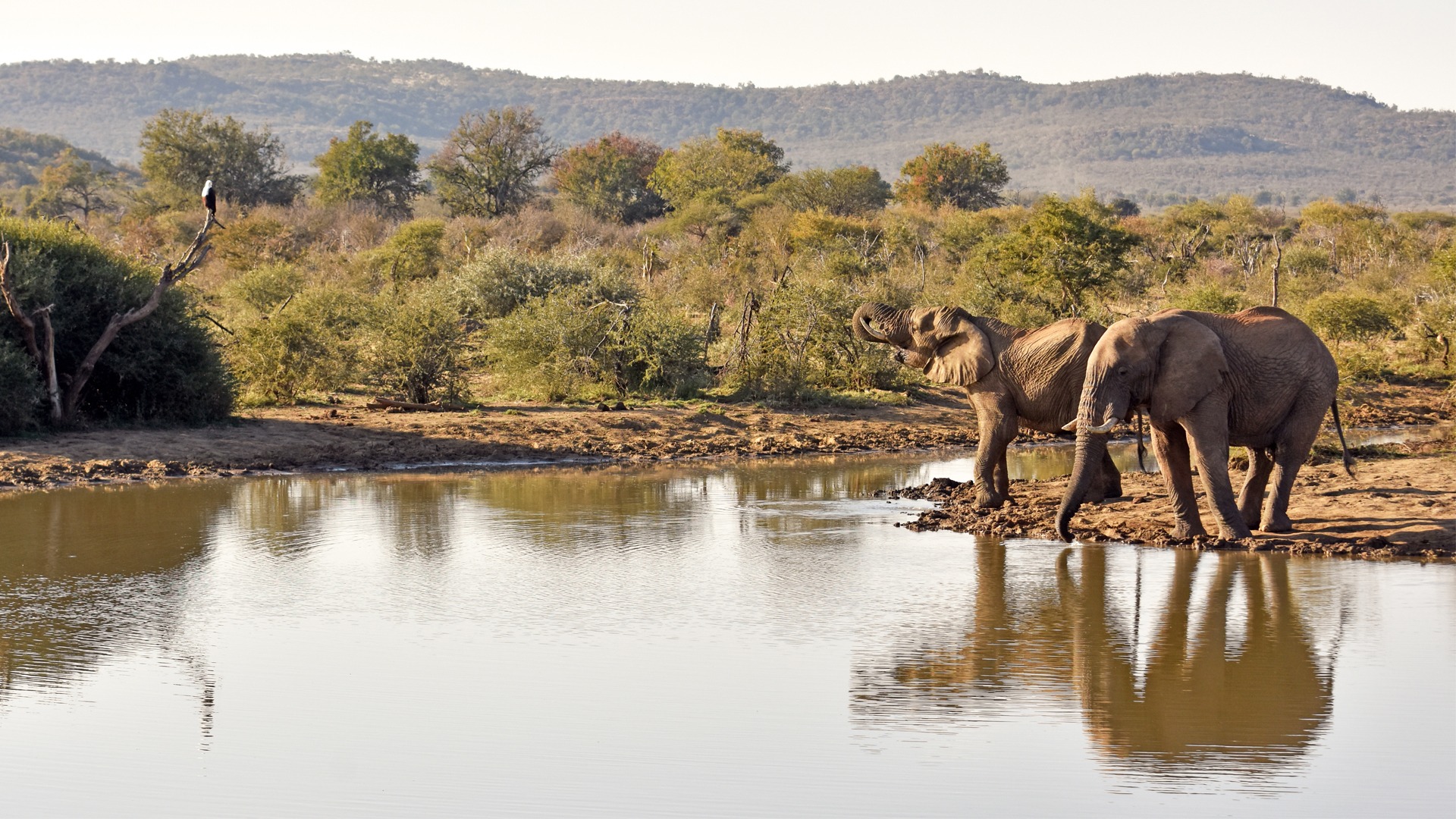 Madikwe Game Reserve. 