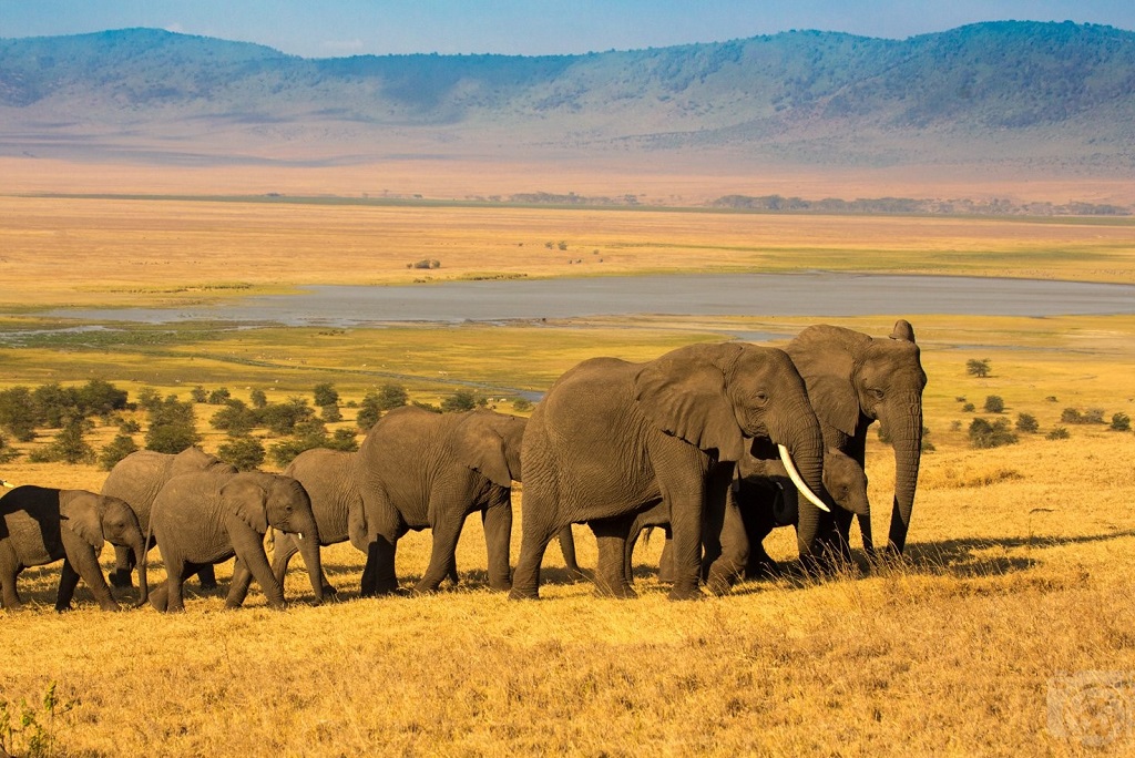 Ngorongoro crater