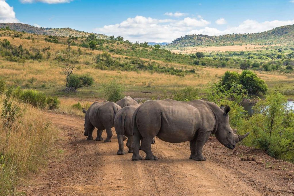 Pilanesberg National Park. 