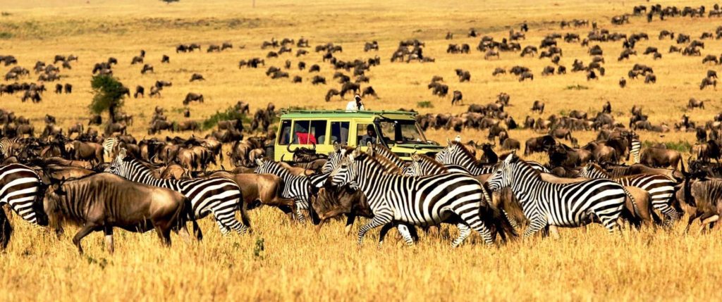 serengeti national park 