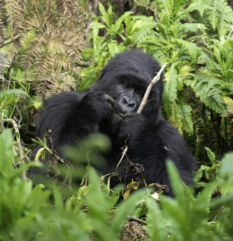 Volcanoes national park Rwanda