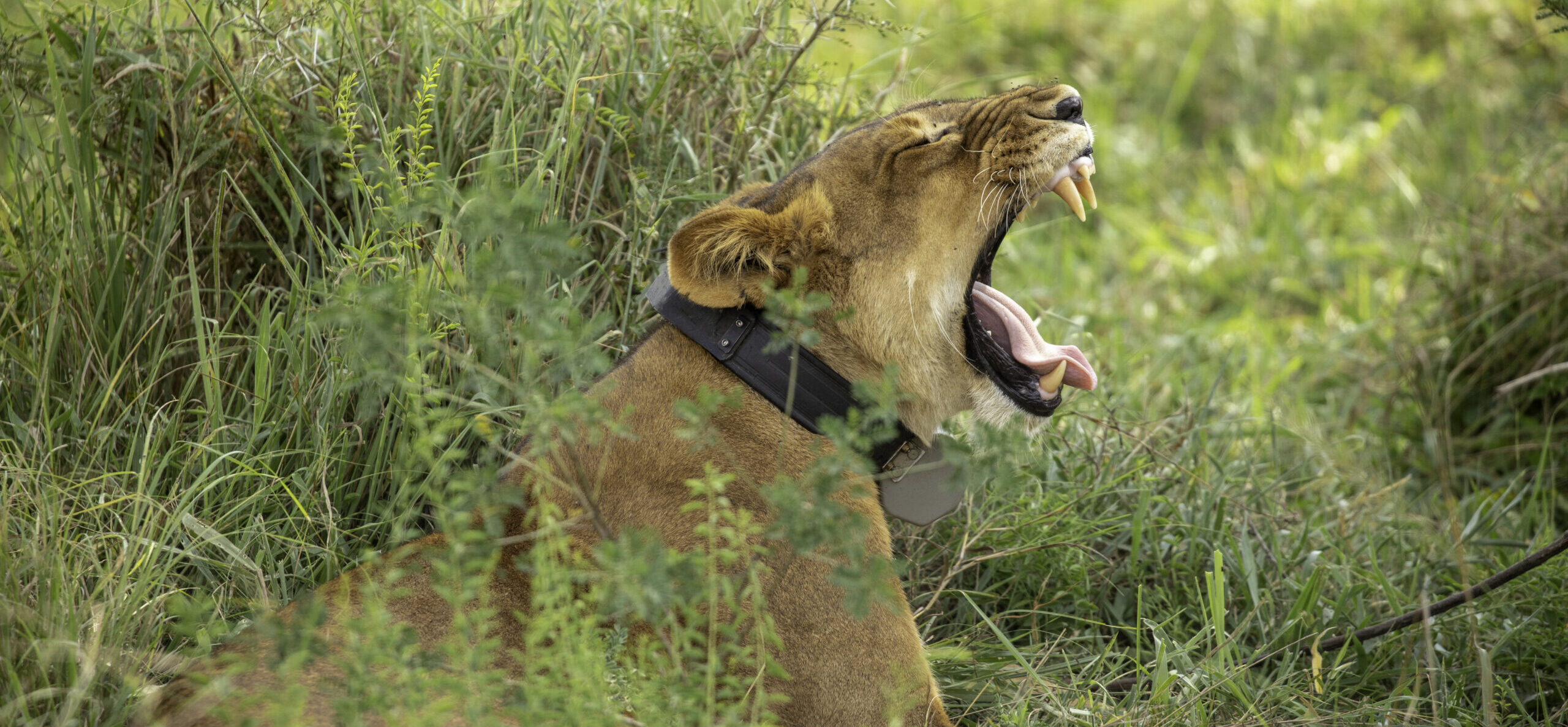 Queen Elizabeth national park
