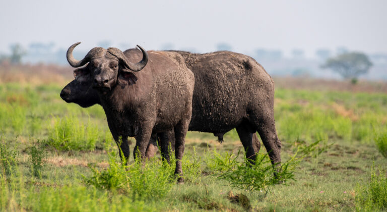 Queen Elizabeth national park