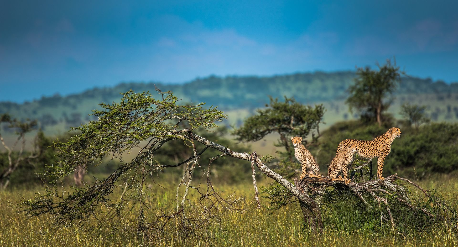 tanzania wildlife 