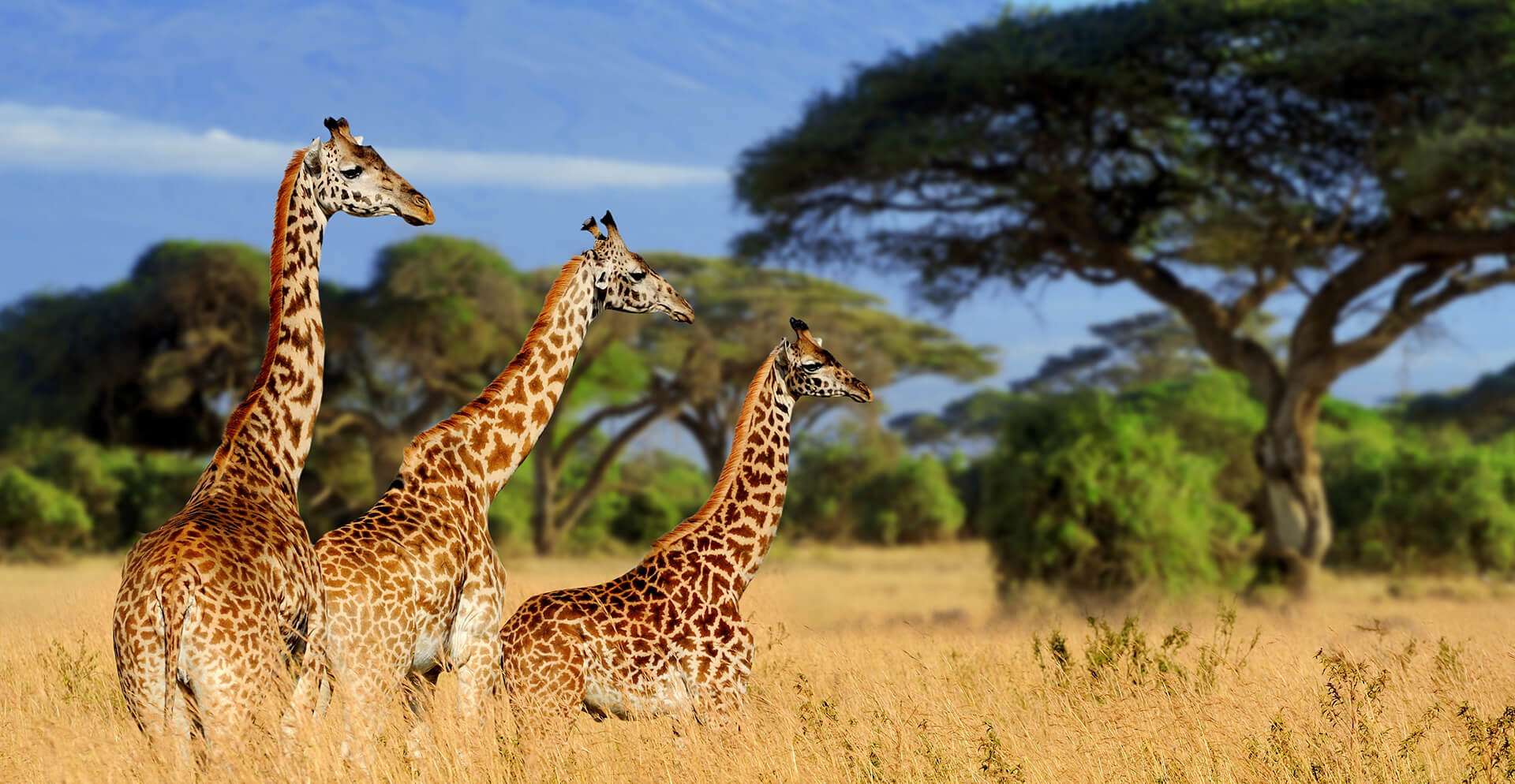 Tarangire National Park.