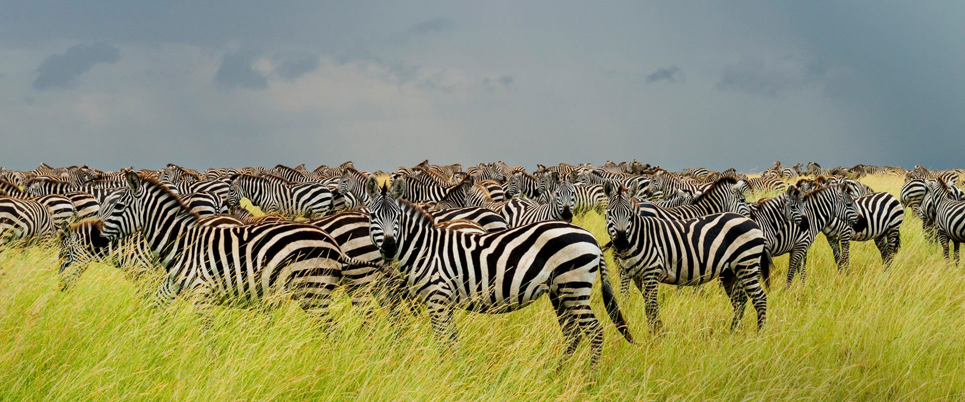 tanzania wildlife 