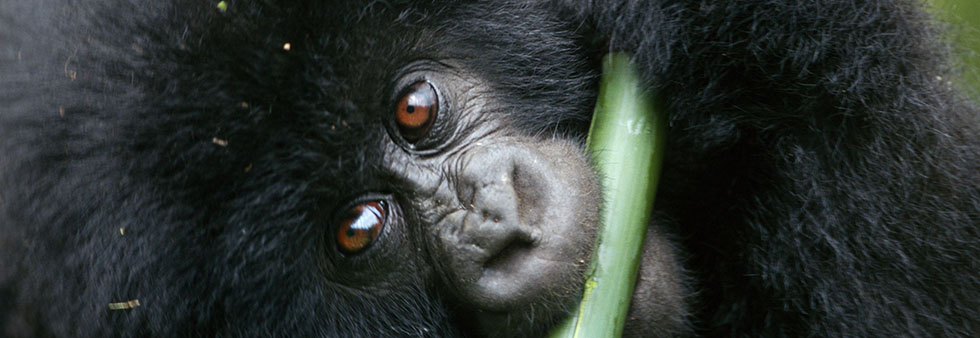 are gorillas dangerous?