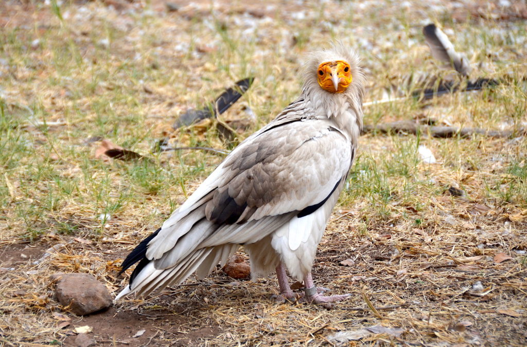 tarangire national park birds