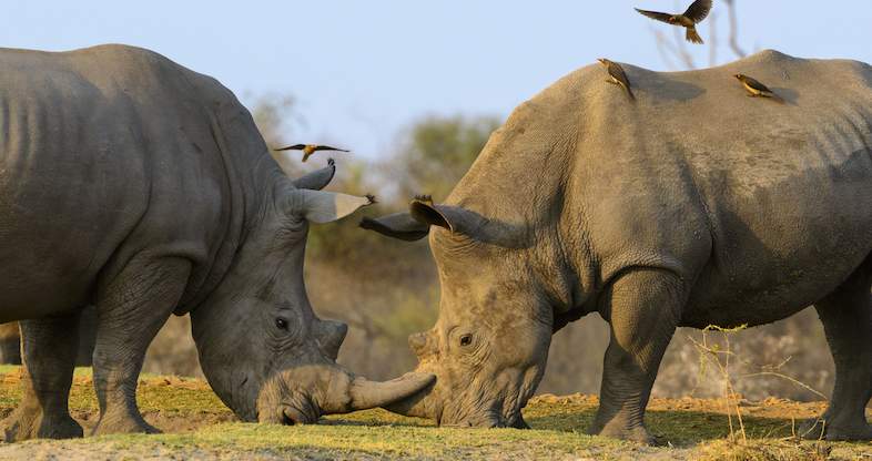 Kruger National park 