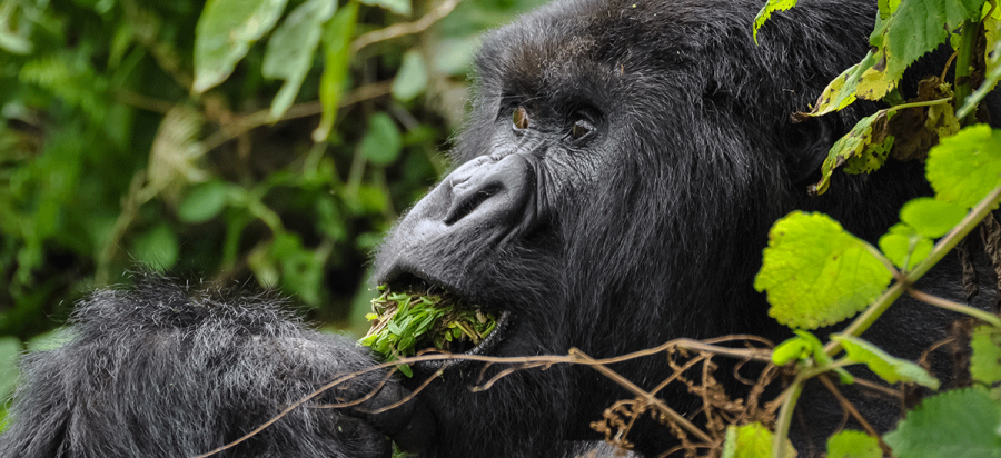 Guide to Gorilla Trekking in Rwanda