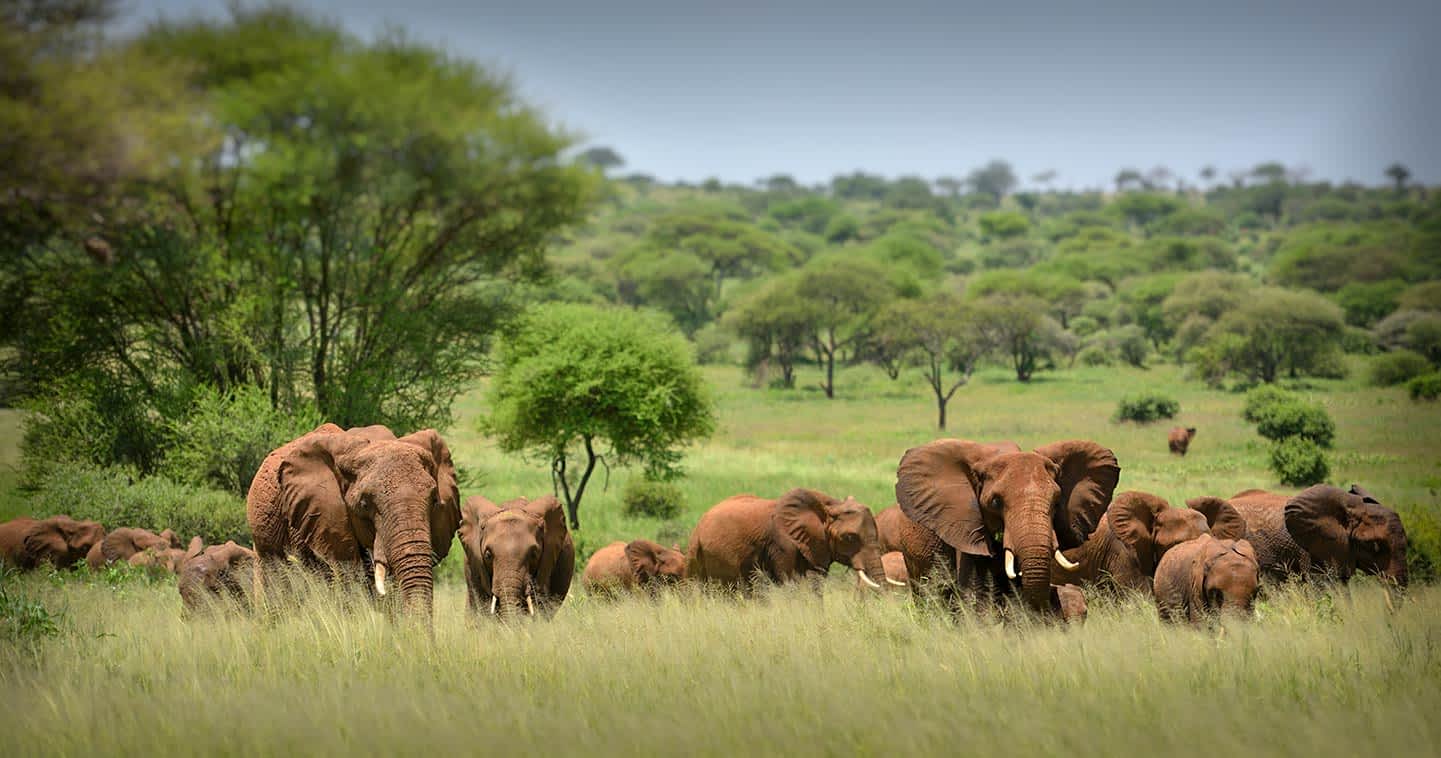 serengeti national park 