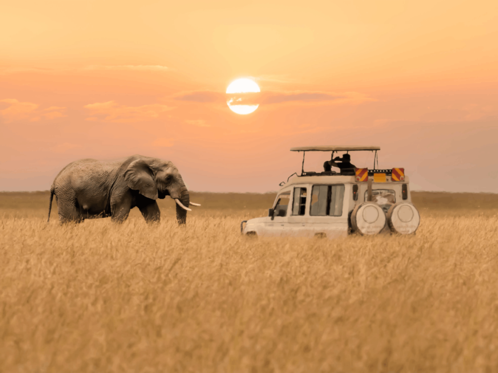 Top Safaris from Arusha Tanzania