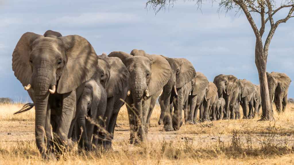 tarangire national park elephants 