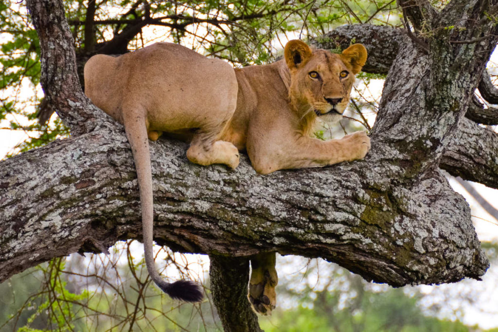 Tarangire National park