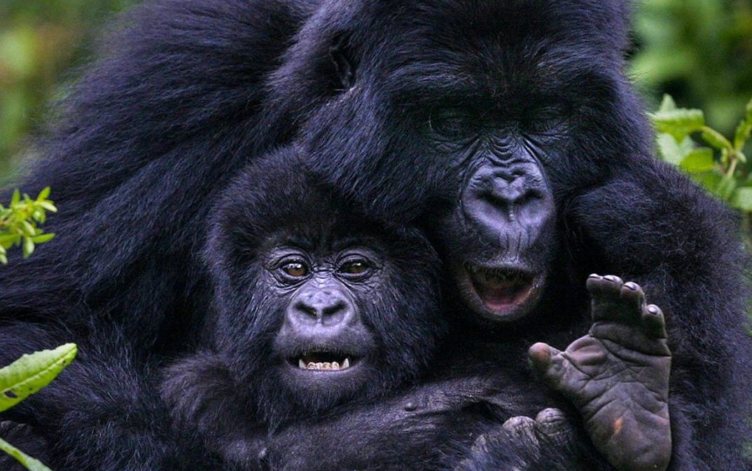 6-Day Luxury Uganda & Rwanda Safari