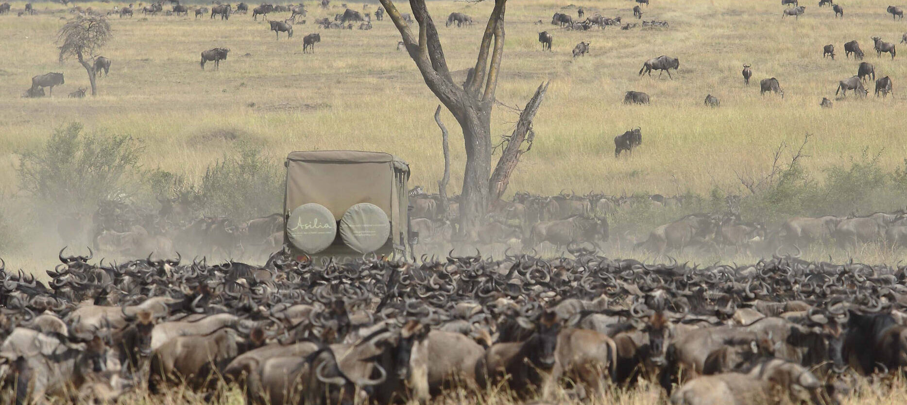 African wildlife safari – zebras and wildebeest moving together across savannah