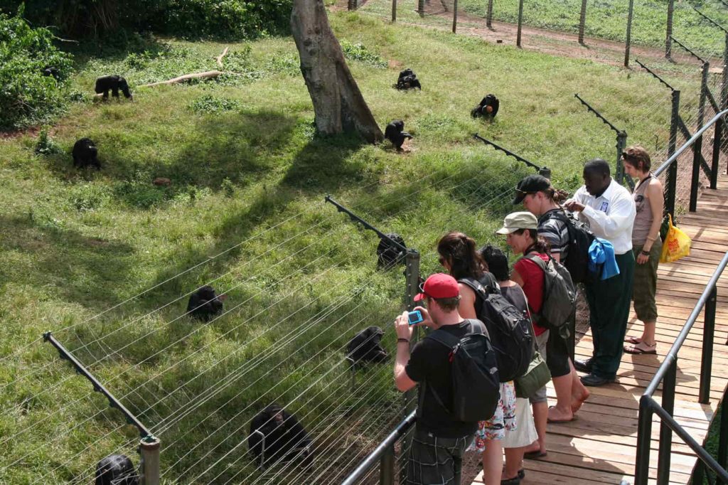 Ngamba Island Chimpanzee Sanctuary