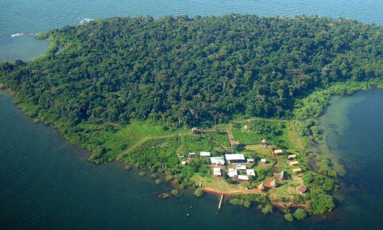 Ngamba Island Chimpanzee Sanctuary