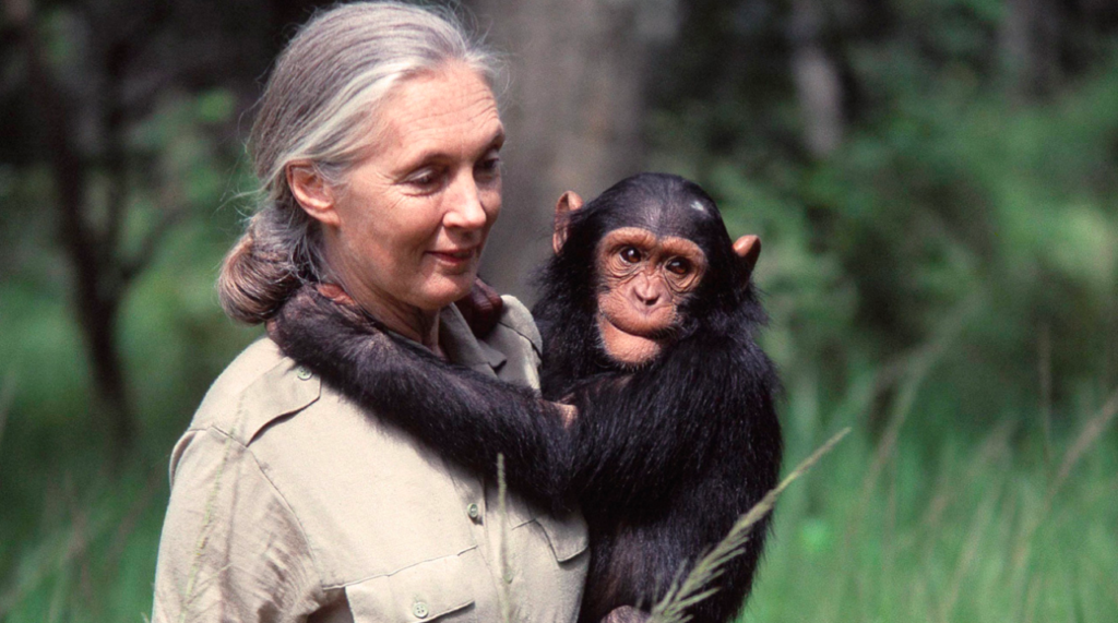 Ngamba Island Chimpanzee Sanctuary